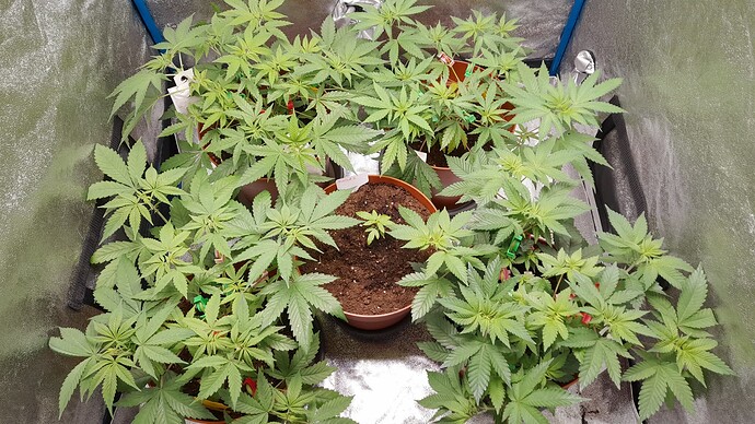 Growreport Bild 1