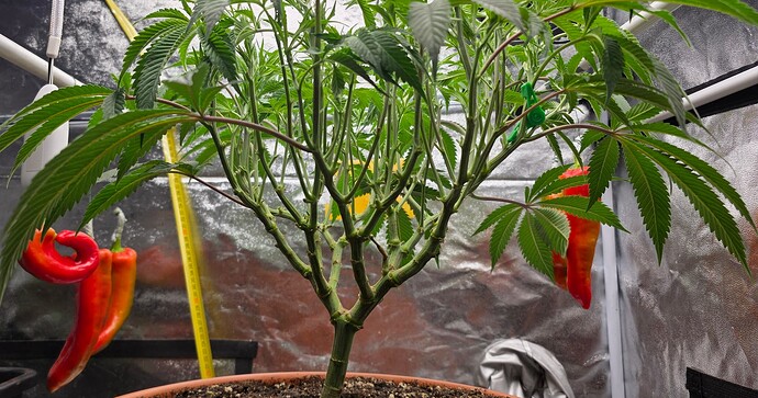 Growreport Bild 5