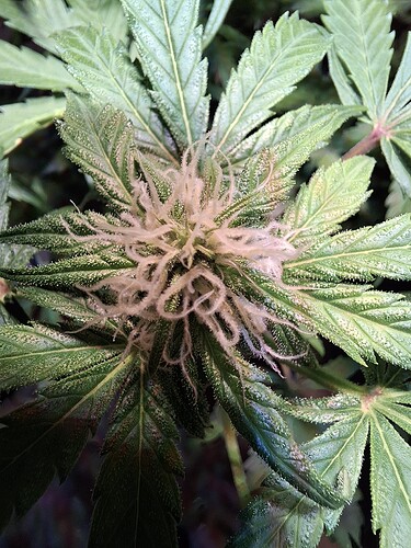 Growreport Bild 7