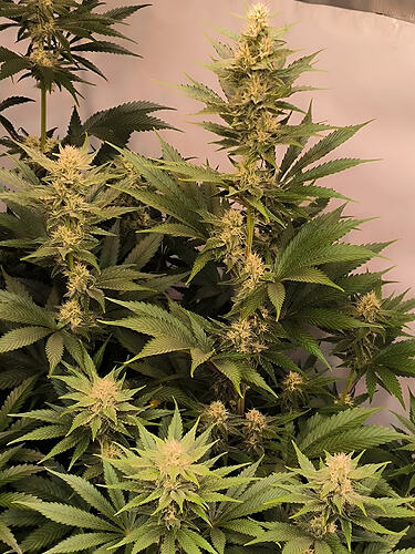 Growreport Bild 33