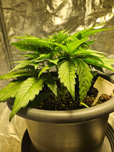 Growreport Bild 39