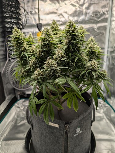 Growreport Bild 2