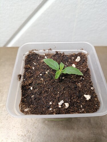 Growreport Bild 3