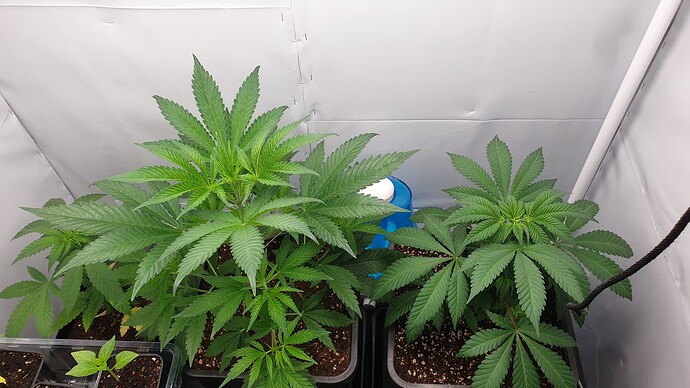 Growreport Bild 4