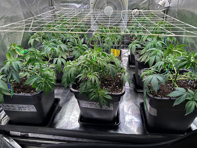 Growreport Bild 30