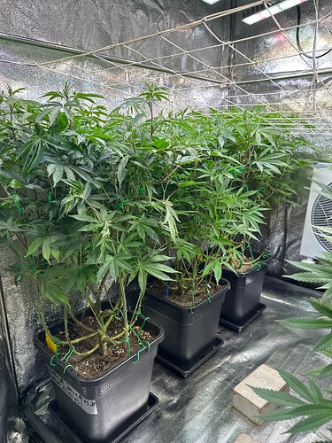 Growreport Bild 25