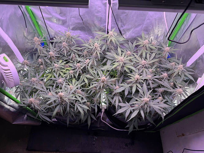 Growreport Bild 47