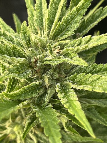 Growreport Bild 2