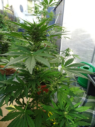 Growreport Bild 37