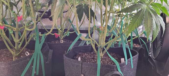 Growreport Bild 38