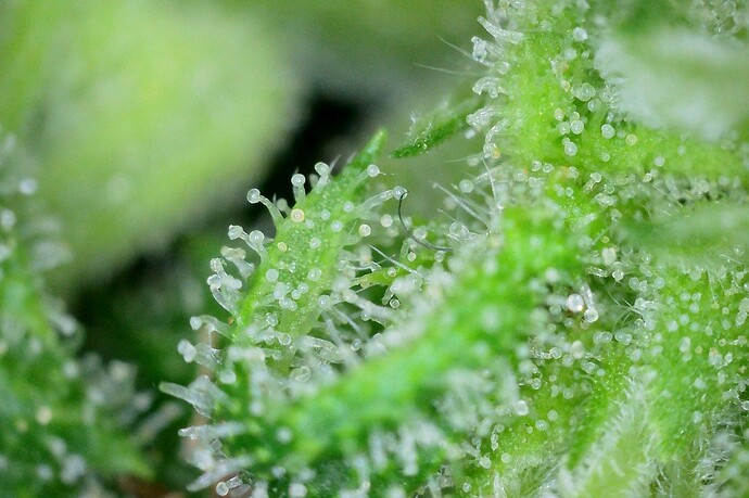 Grow25_1006_Trichome_MX_5