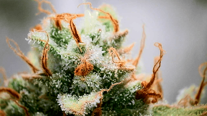 Growreport Bild 6