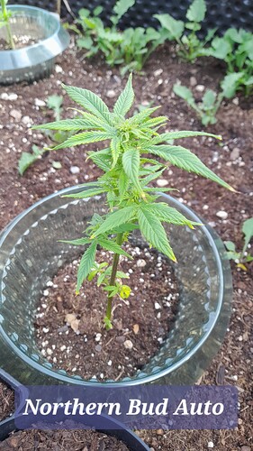 Growreport Bild 20