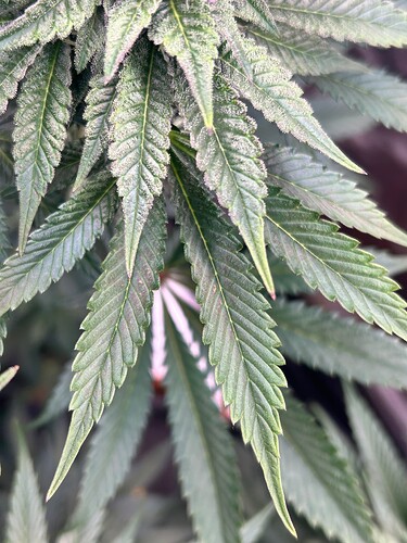 Growreport Bild 1
