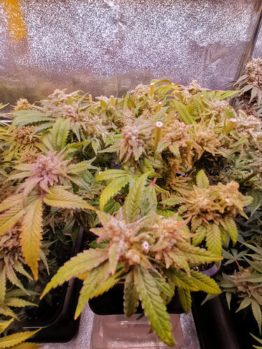 Growreport Bild 20