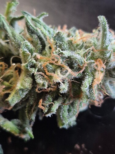 Growreport Bild 11