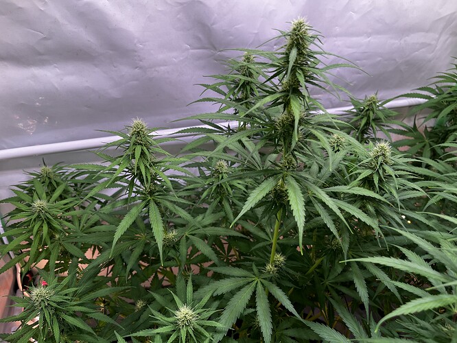 Growreport Bild 4