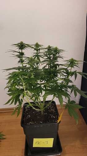 Growreport Bild 19