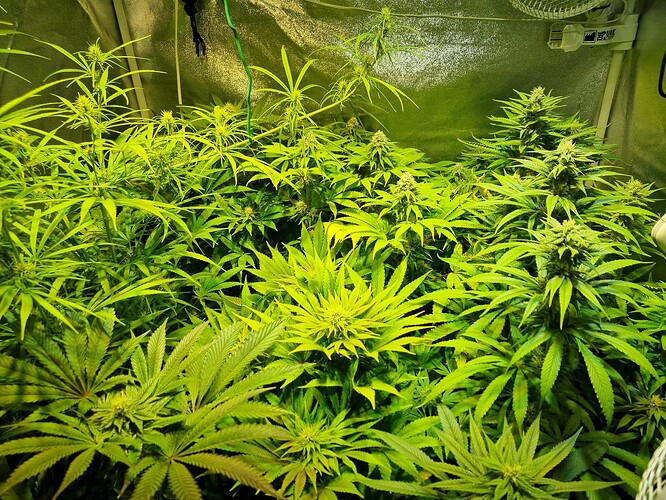 Mehrere blühende Cannabispflanzen in einem Zelt, die dicht beieinander stehen und von oben beleuchtet werden.