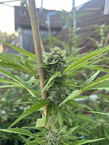 Growreport Bild 18
