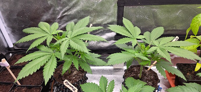Growreport Bild 5