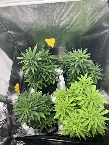 Growreport Bild 7