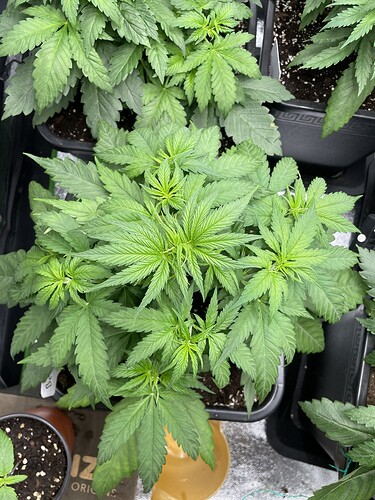 Growreport Bild 8