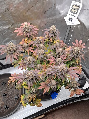 Growreport Bild 2