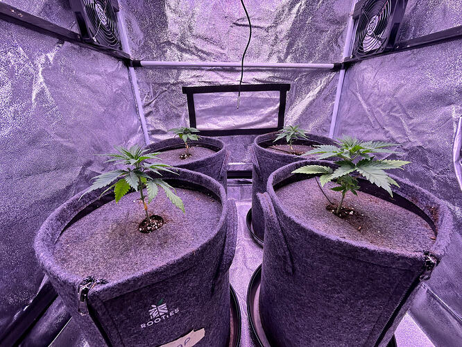 Vier junge Cannabispflanzen in Stofftöpfen in einem Growzelt unter lila LED-Licht.