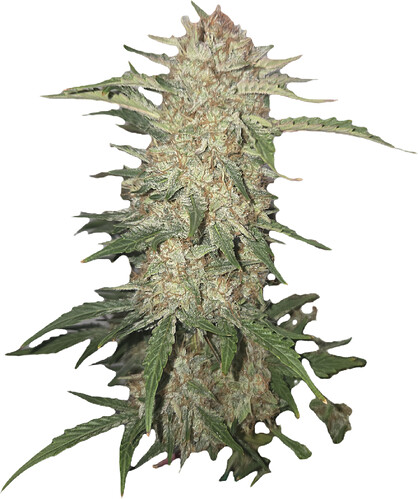 Growreport Bild 11