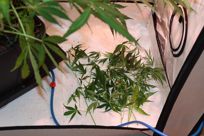 Growreport Bild 13