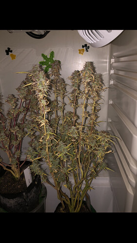 Growreport Bild 8