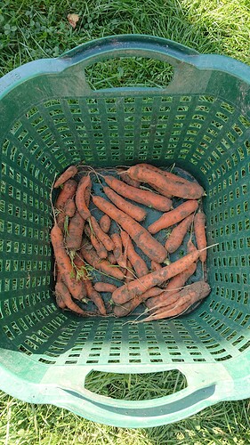 Growreport Bild 37