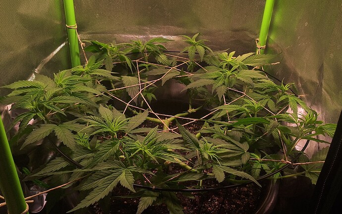 Growreport Bild 7