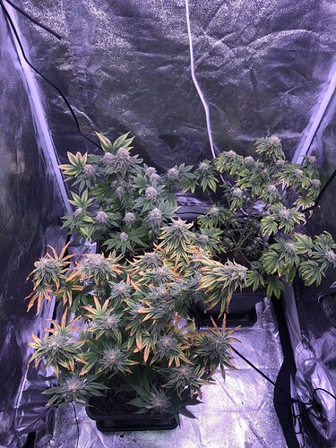 Growreport Bild 7
