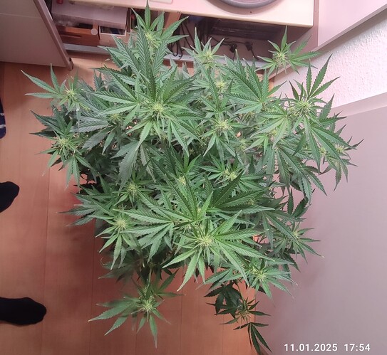 Growreport Bild 14