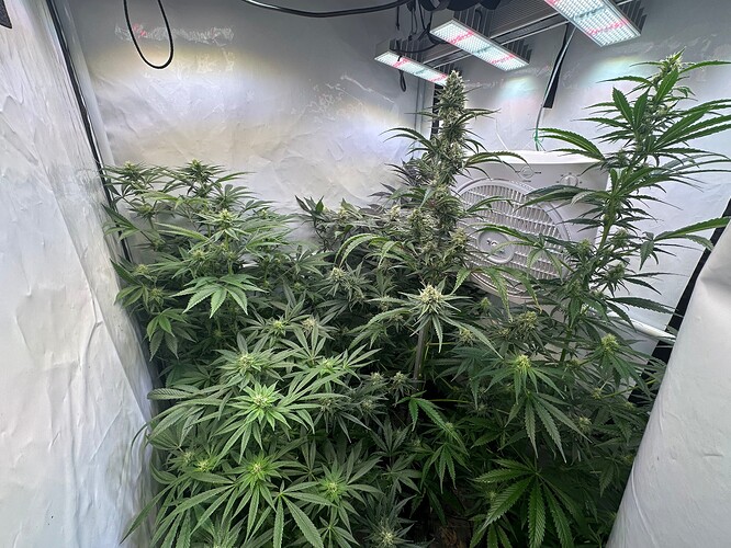 Growreport Bild 1