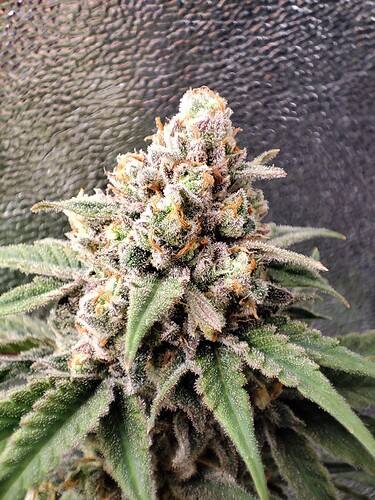 Growreport Bild 4