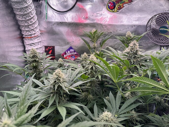 Growreport Bild 35