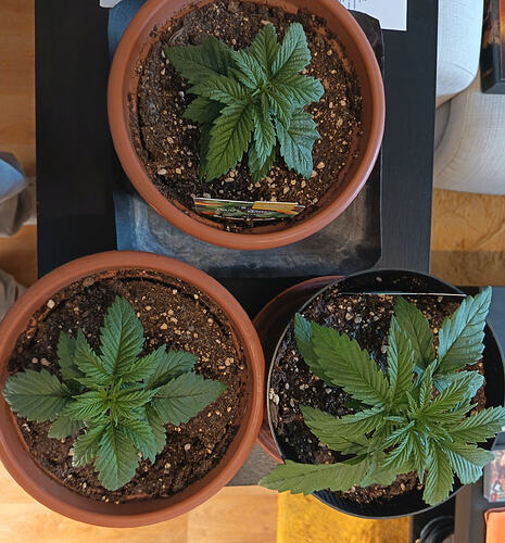 IMG_20260201_154517_edit_505900284592306