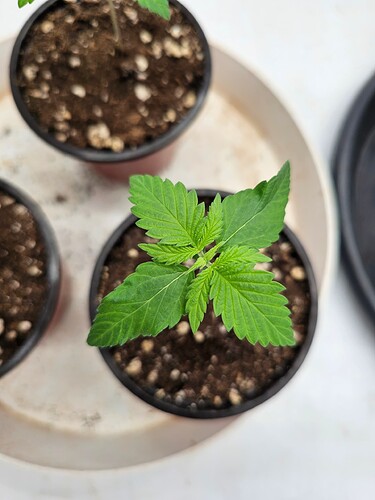 Growreport Bild 1
