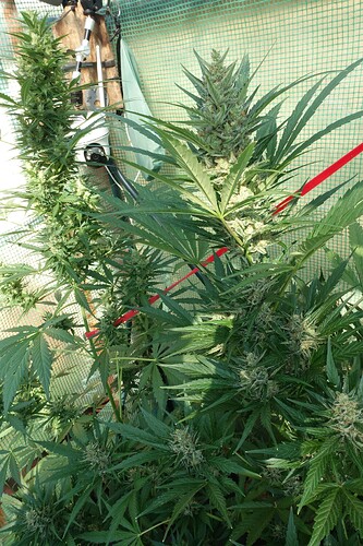 Growreport Bild 8