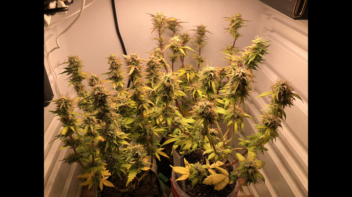 Growreport Bild 2