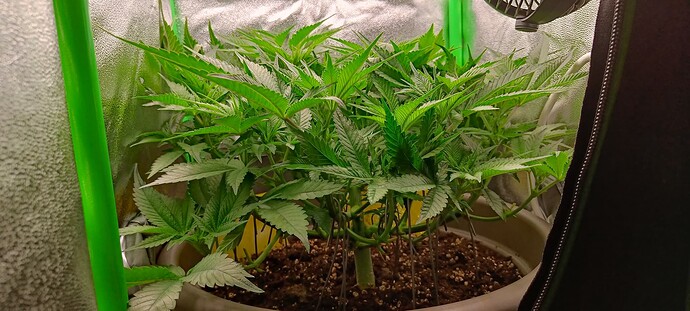 Growreport Bild 8