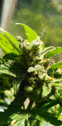 Growreport Bild 6