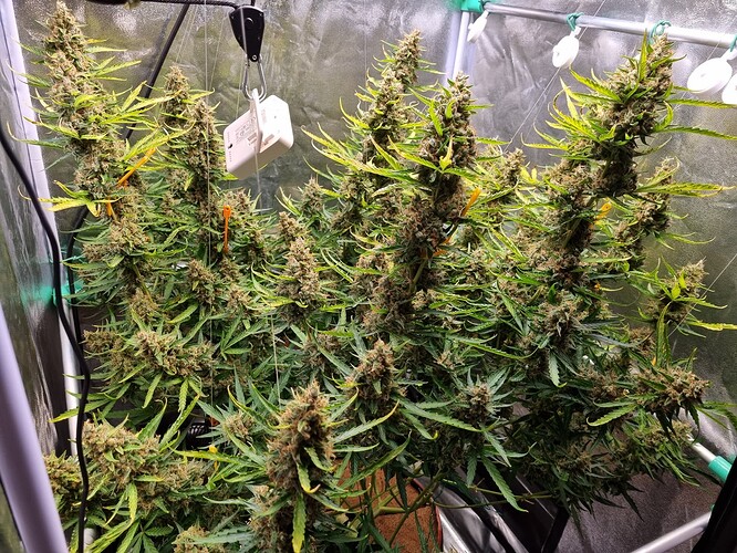 Growreport Bild 26