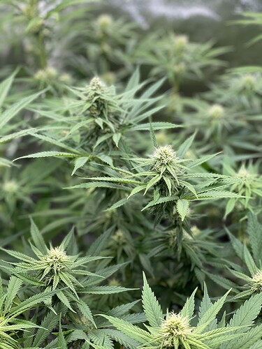 Growreport Bild 3