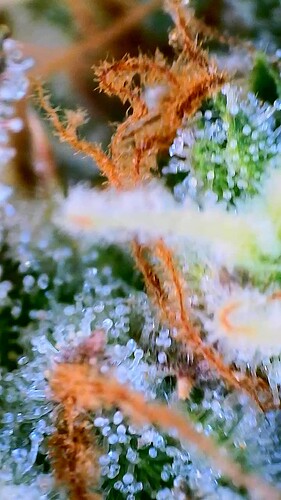 Growreport Bild 4