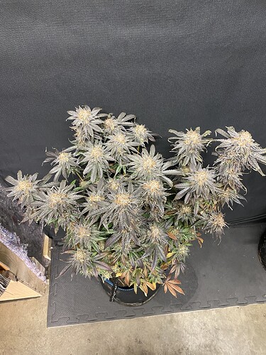 Growreport Bild 6