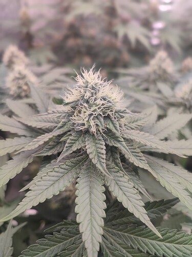 Growreport Bild 4